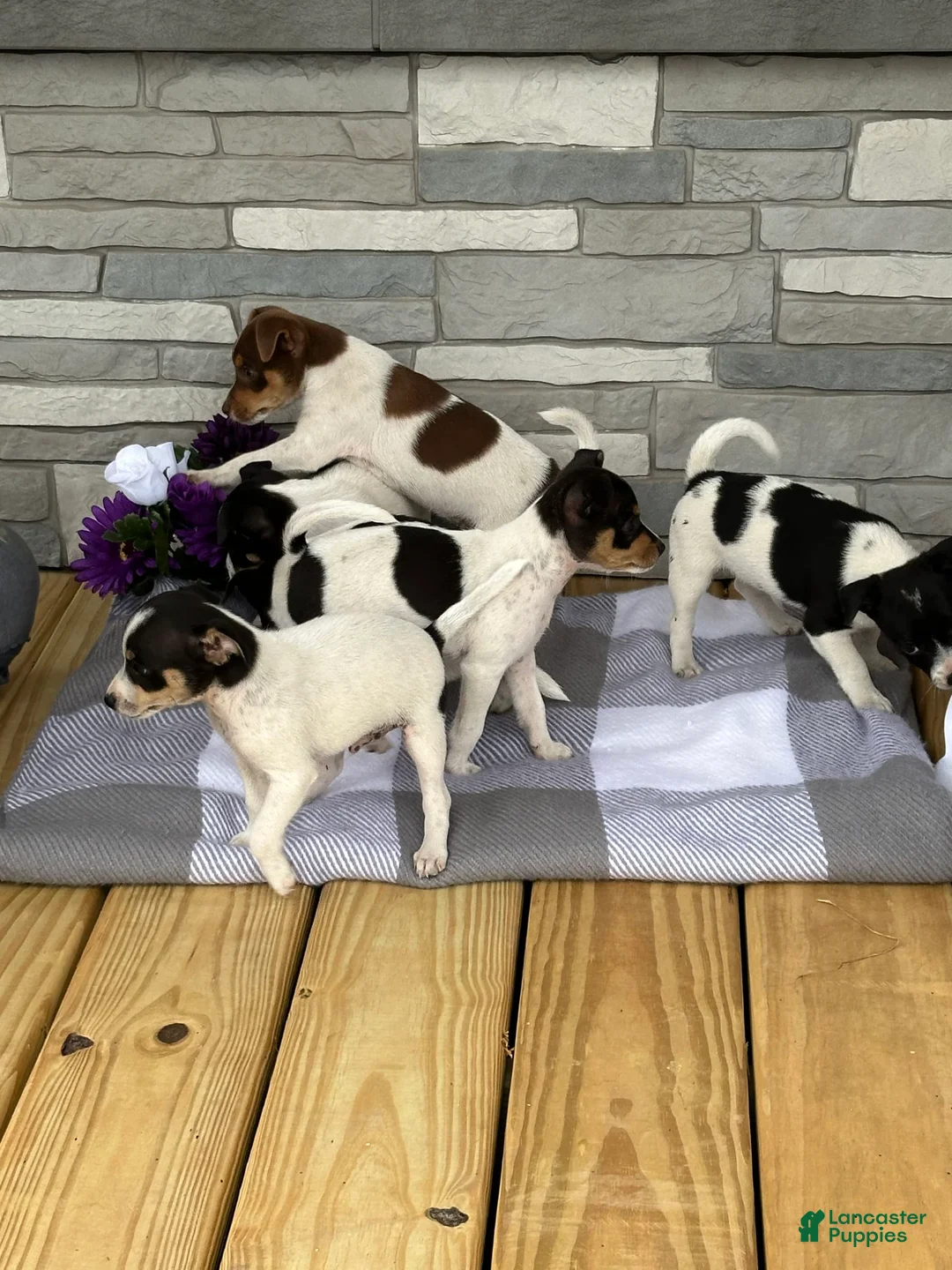 Gallery Image {{count}}