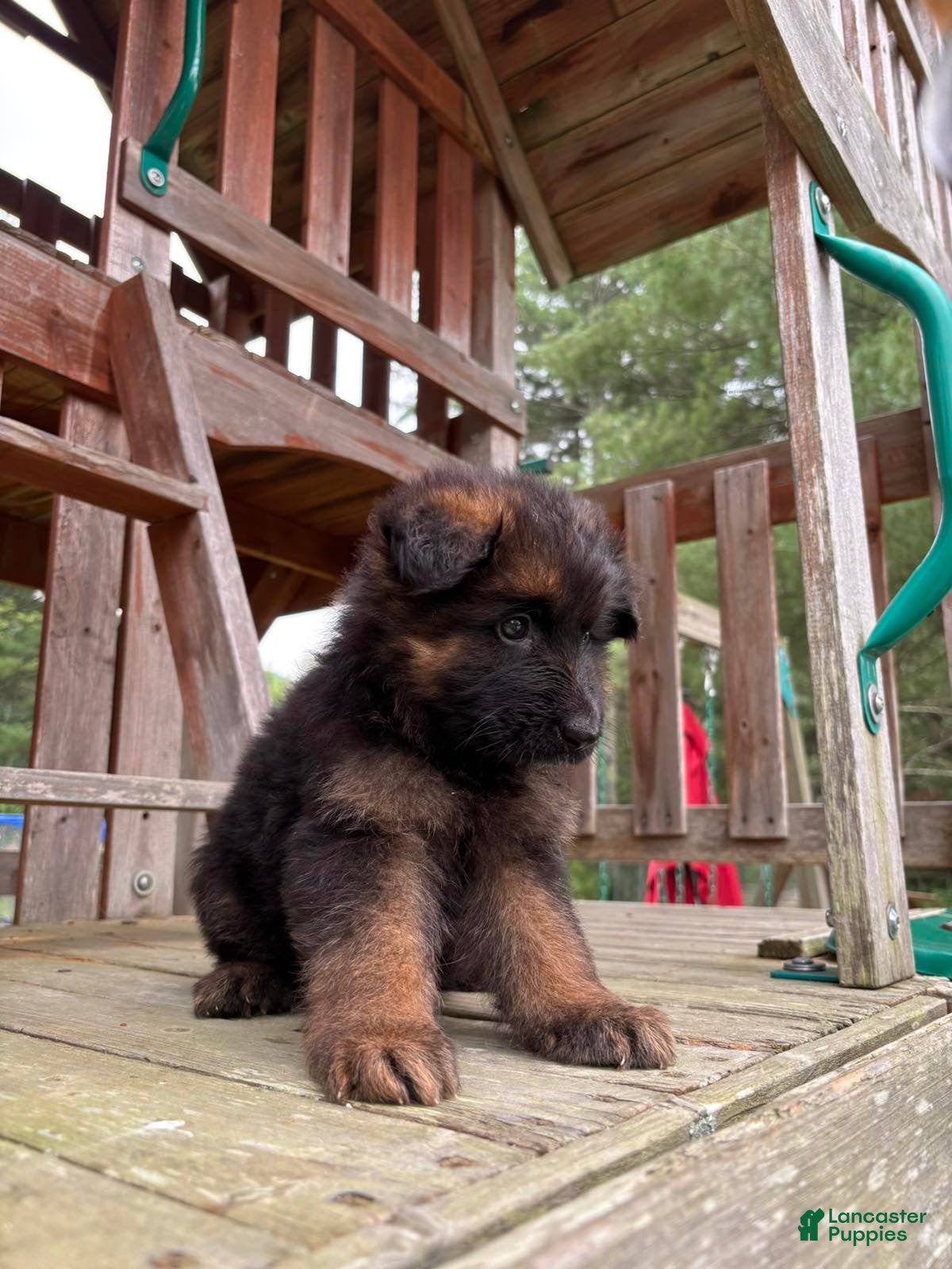 German Shepherd dogs Hazel - Ad 2
