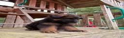 German Shepherd dogs for sale: Hazel - Ad 2