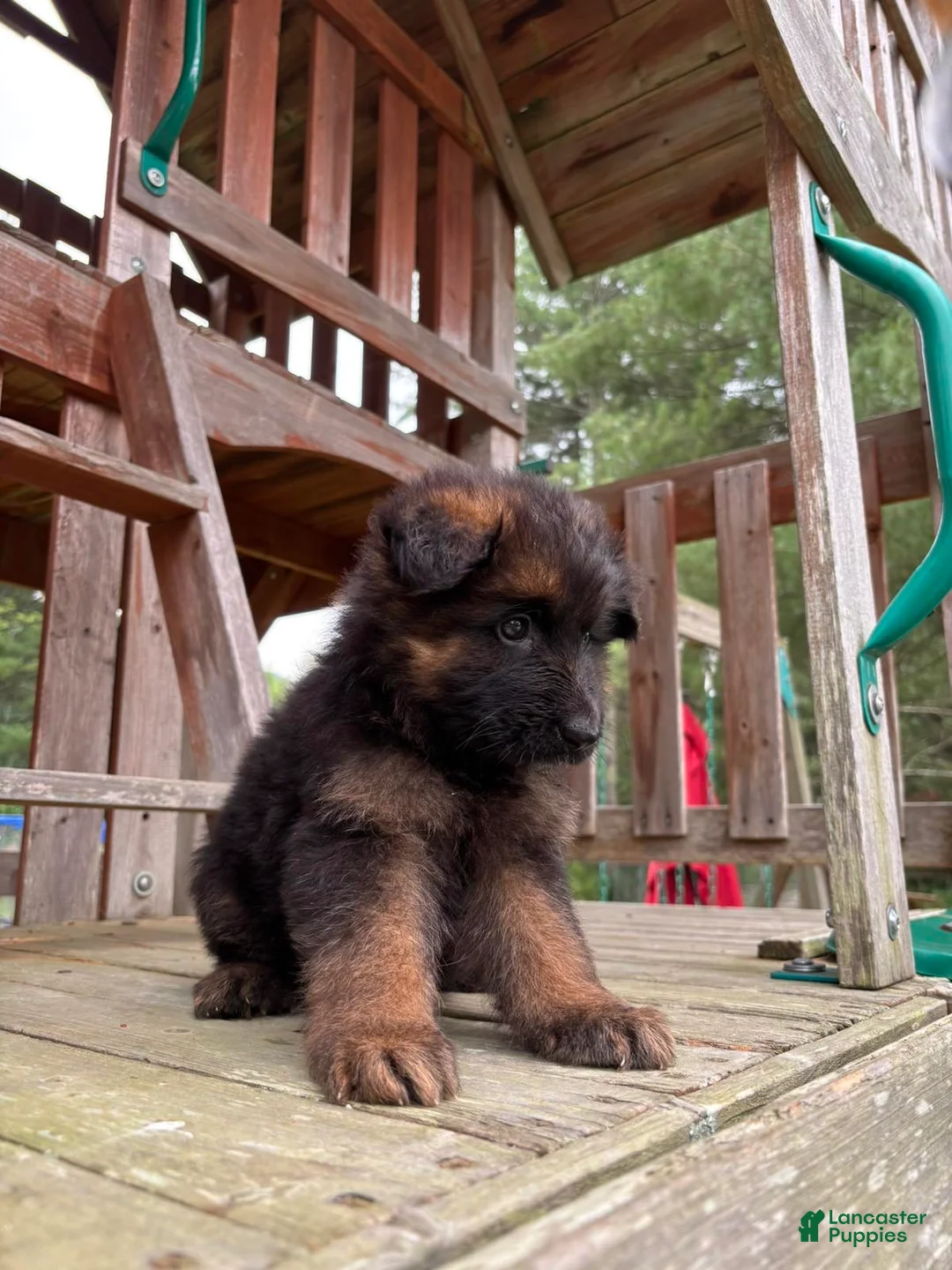 German Shepherd dogs for sale: Hazel - Ad 2