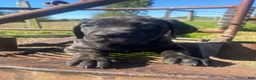 Cane Corso dogs for sale: Jewel - Ad 7