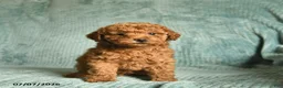 Toy Poodle dogs for sale: Frank  - Ad 4