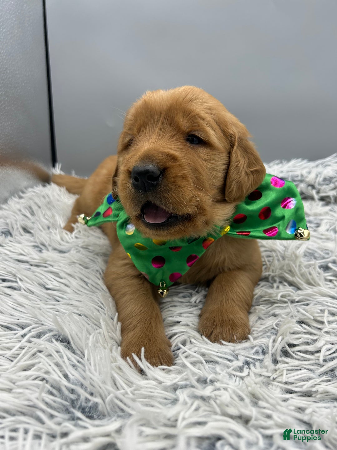 Golden Retriever dogs for sale: Golden Retriever Puppy chloe - Ad 3