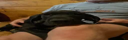 Great Dane dogs for sale: Hefty - Ad 4