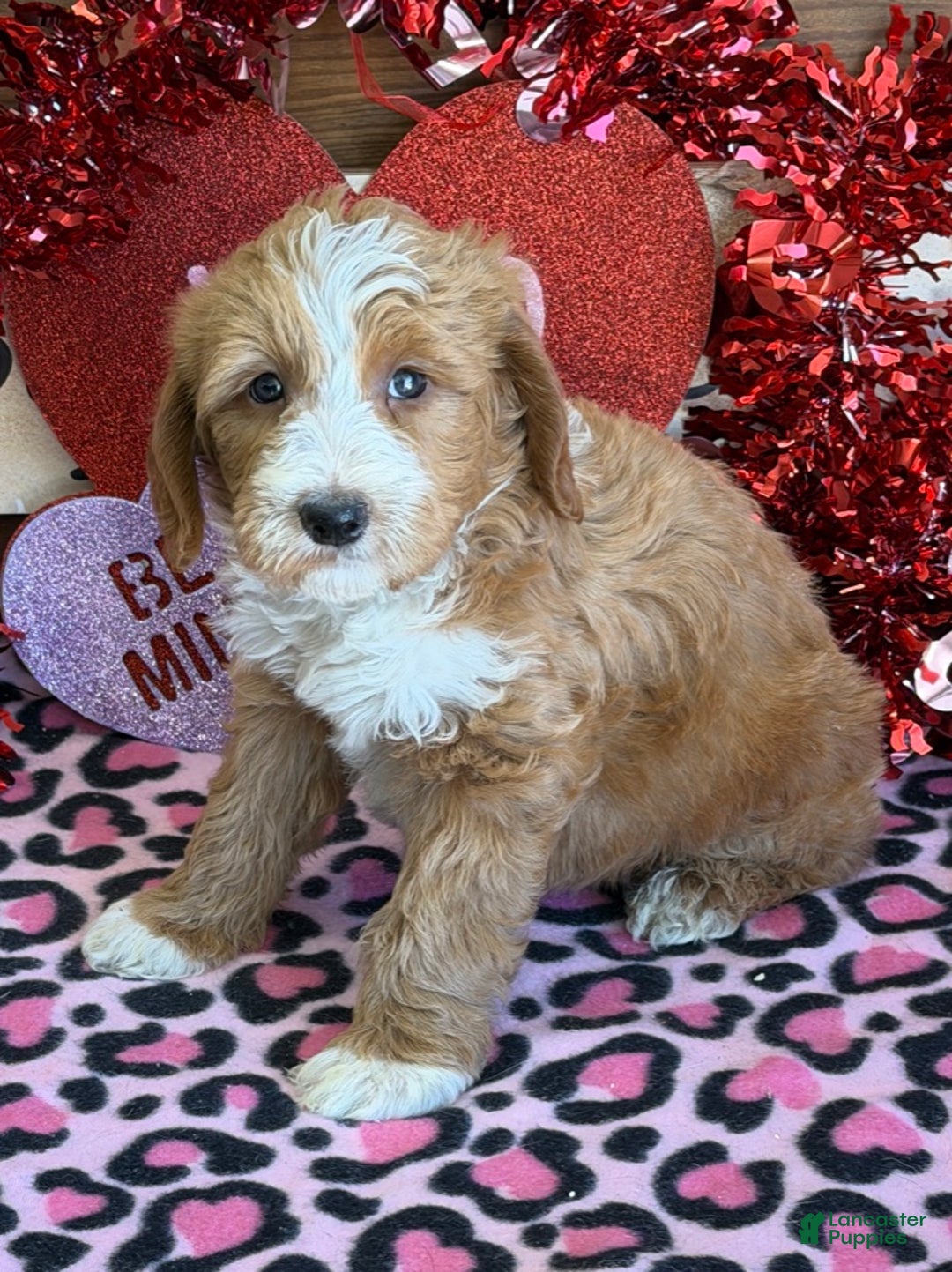Labradoodle dogs for sale: Cody - Ad 2