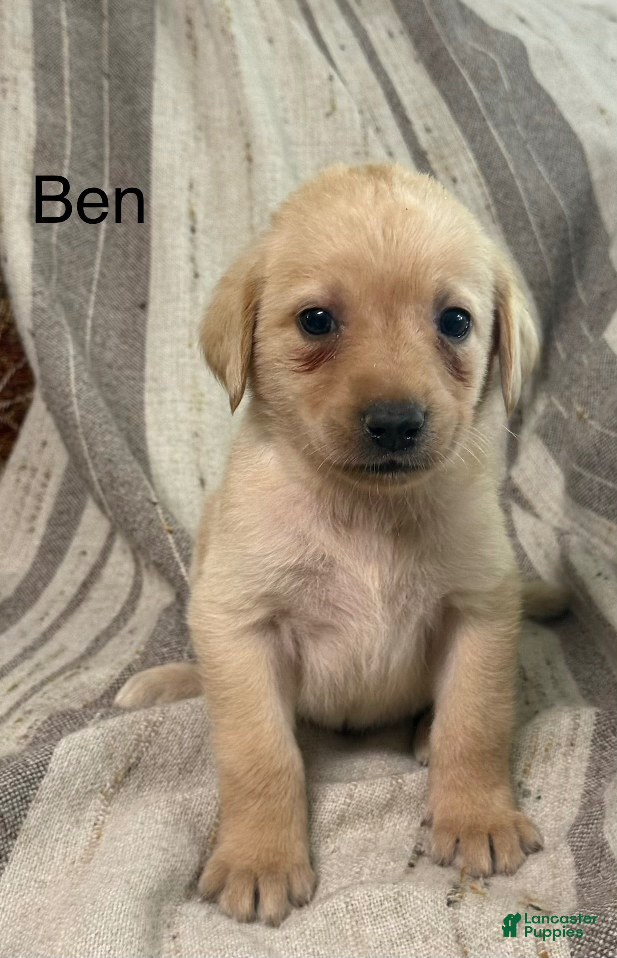 Labrador Retriever dogs Ben - Ad 1