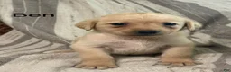 Labrador Retriever dogs for sale: Ben - Ad 1