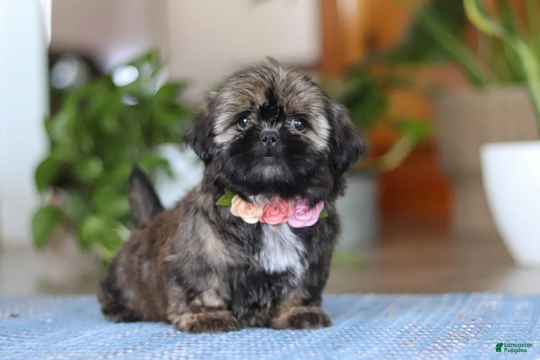 Shih Tzu dogs for sale: Juliet - Ad 7