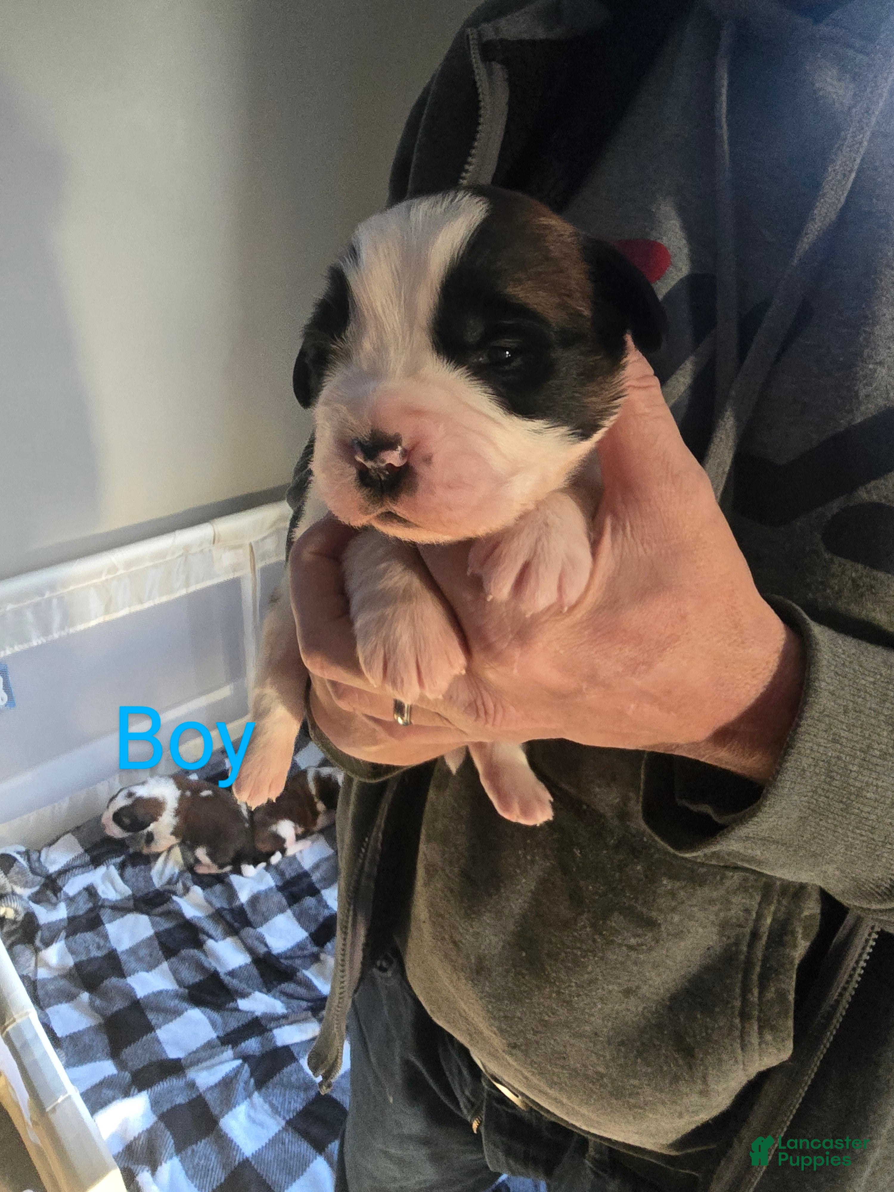 Saint Bernard dogs Saint Bernard Puppy 4 - Ad 16