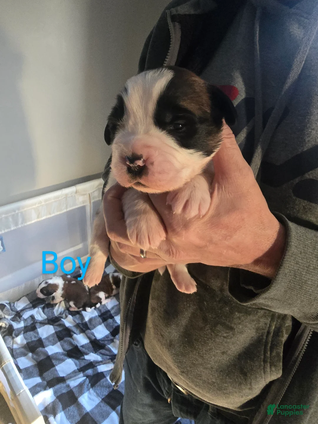 Saint Bernard dogs for sale: Saint Bernard Puppy 4 - Ad 1