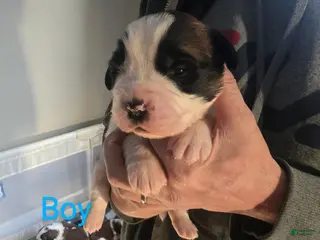 Saint Bernard dogs Saint Bernard Puppy 4 - Ad 16