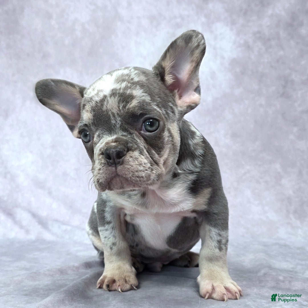 French Bulldog dogs for sale: Liam - Ad 1