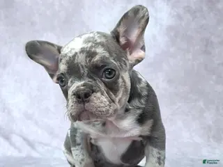 French Bulldog dogs Liam - Ad 42