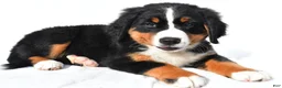 Bernese Mountain Dog dogs for sale: Phoebe - Ad 1