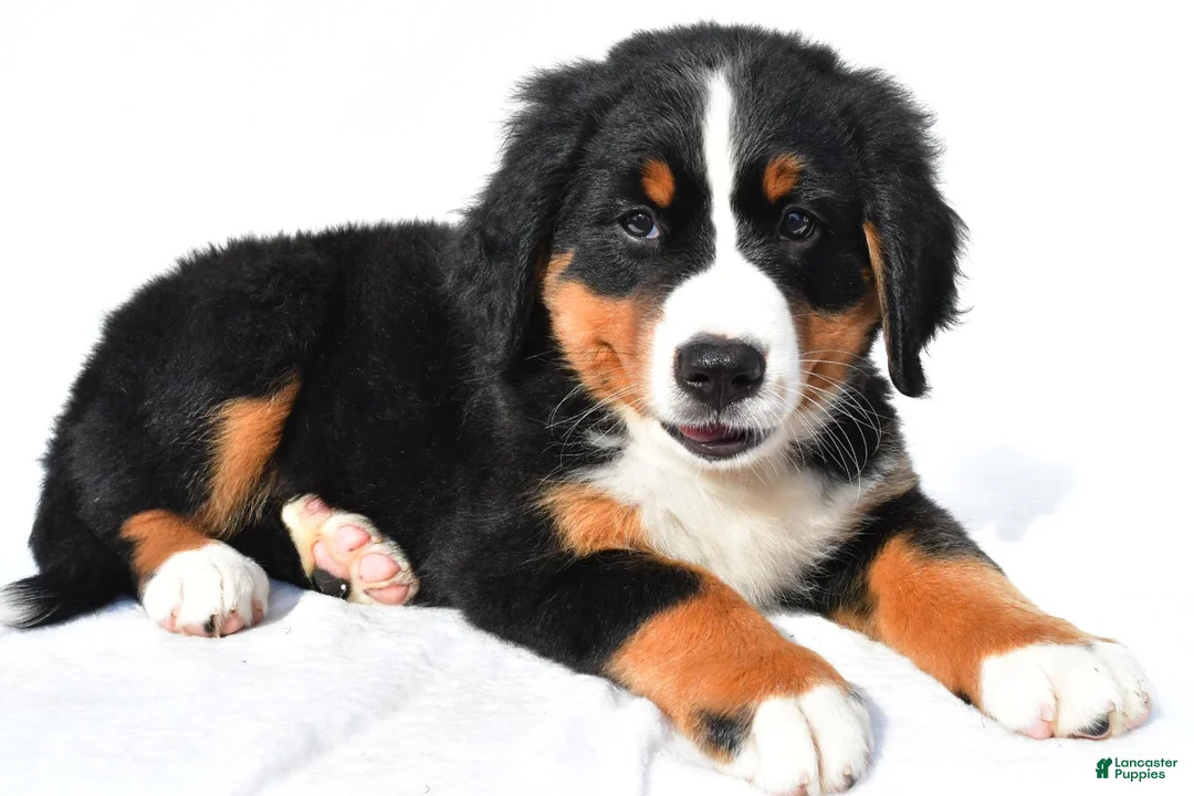 Bernese Mountain Dog dogs for sale: Phoebe - Ad 1