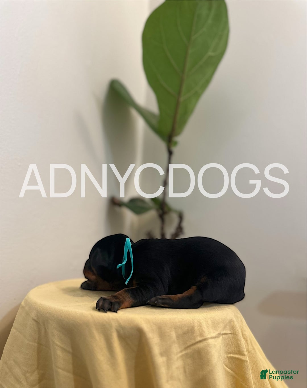 Doberman Pinscher dogs for sale: Doberman Pinscher (Male) - Ad 3