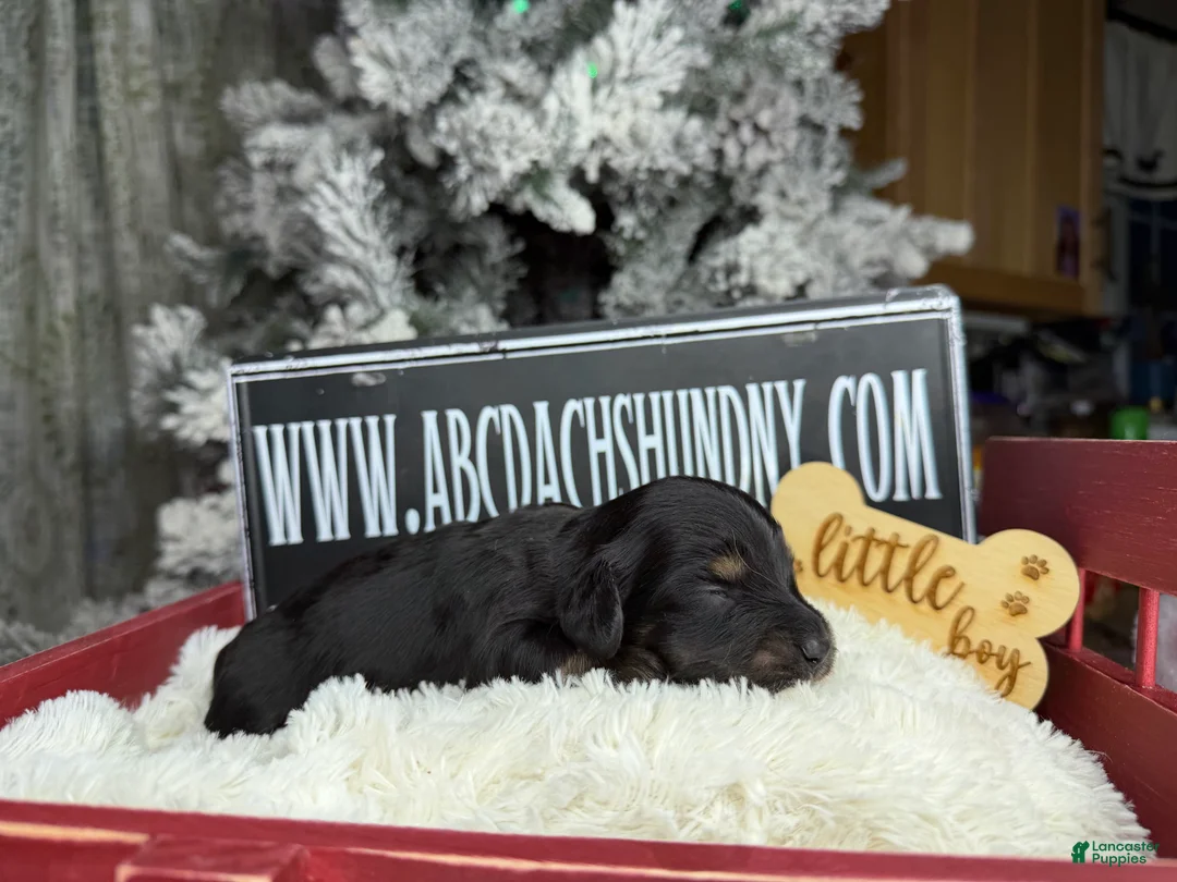 Miniature Dachshund dogs for sale: Black and tan/cr - Ad 4