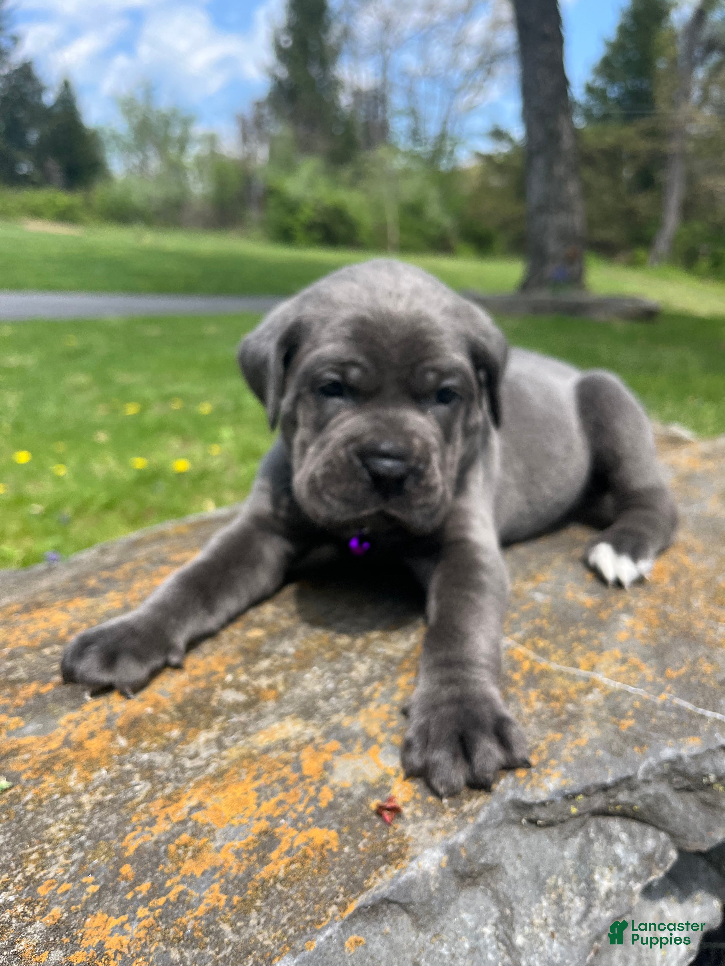 Cane Corso dogs Ivy  - Ad 2