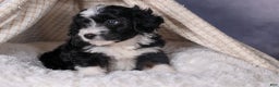 Mini Aussiedoodle dogs for sale: Payday - Ad 21