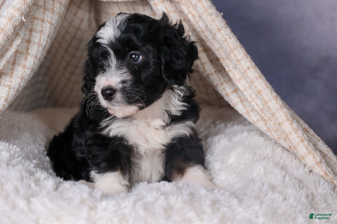 Mini Aussiedoodle dogs for sale: Payday - Ad 21