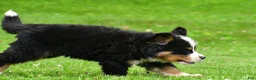 Bernese Mountain Dog dogs for sale: Nellie - Ad 9