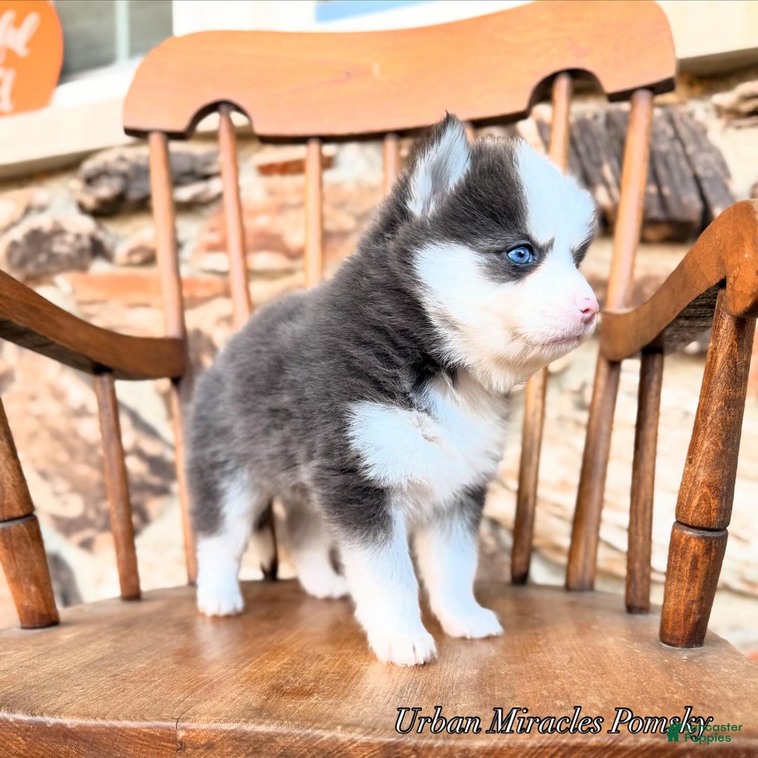 Pomsky dogs for sale: Zara - Ad 4
