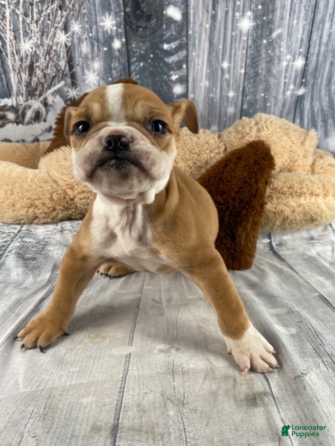English Bulldog dogs for sale: Cody - Ad 3
