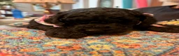 Mixed Breed dogs for sale: Sammy - Ad 3