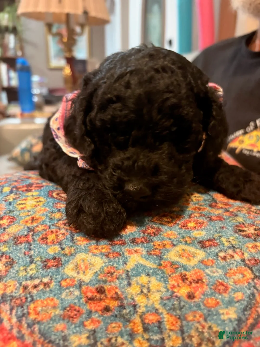 Mixed Breed dogs for sale: Sammy - Ad 3