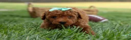 Miniature Poodle dogs for sale: Zaylee - Ad 17