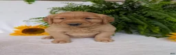 Golden Retriever dogs for sale: Shadow  - Ad 5