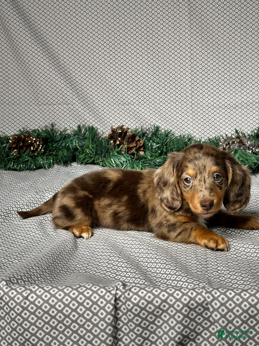 Miniature Dachshund dogs for sale: Lily - Ad 5