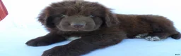 Newfoundland dogs for sale: Deisel - Ad 5