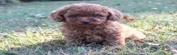 Toy Poodle dogs for sale: Percival - Ad 6