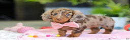 Dachshund dogs for sale: Avery - Ad 5