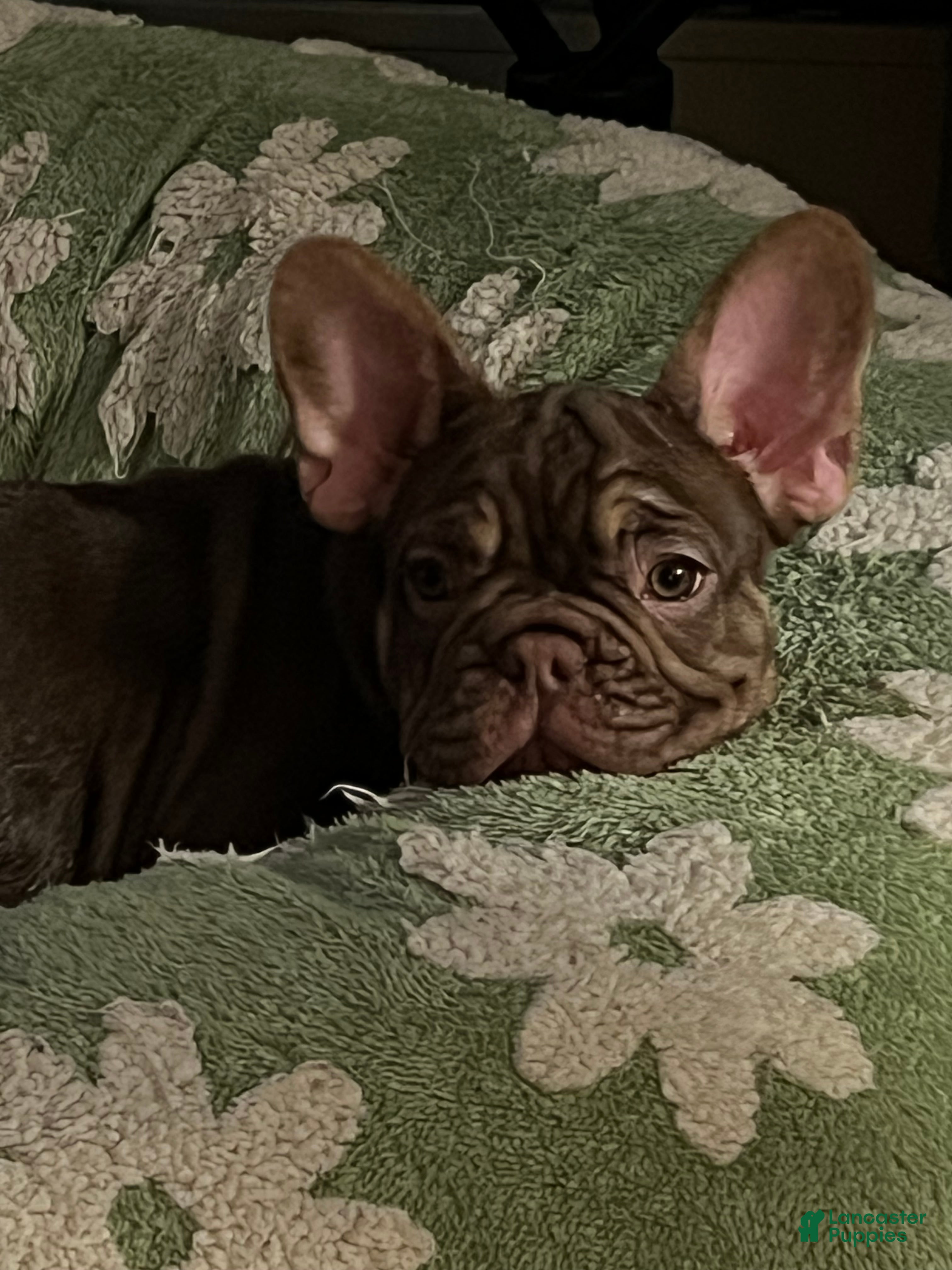 French Bulldog dogs Cinnamon - Ad 1