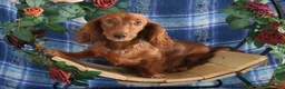 Miniature Dachshund dogs for sale: Mike - Ad 4