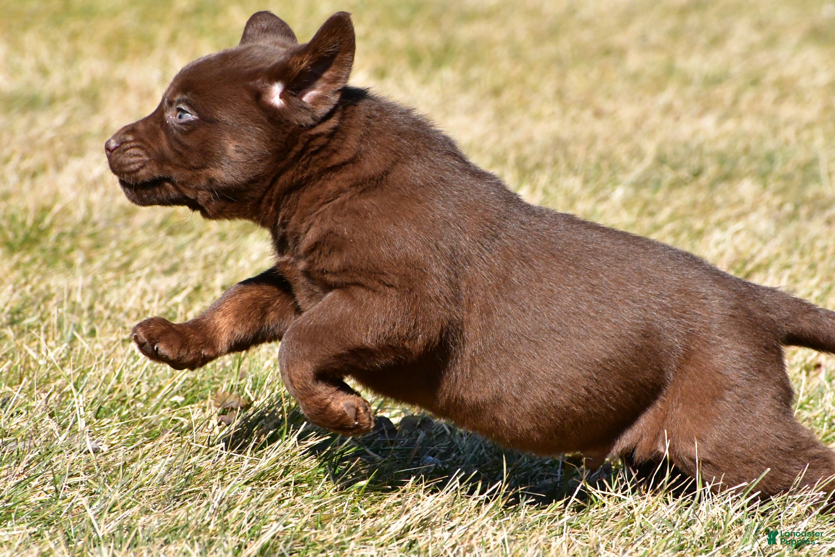 Labrador Retriever dogs Jackson - Ad 2