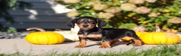 Dachshund dogs for sale: Precious - Ad 3