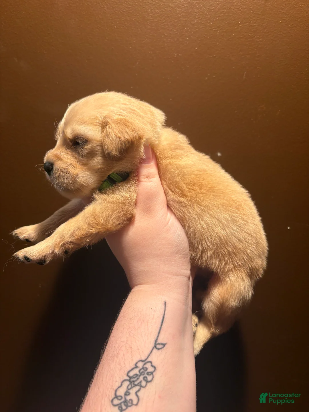 Golden Retriever dogs for sale: Churro - Ad 2