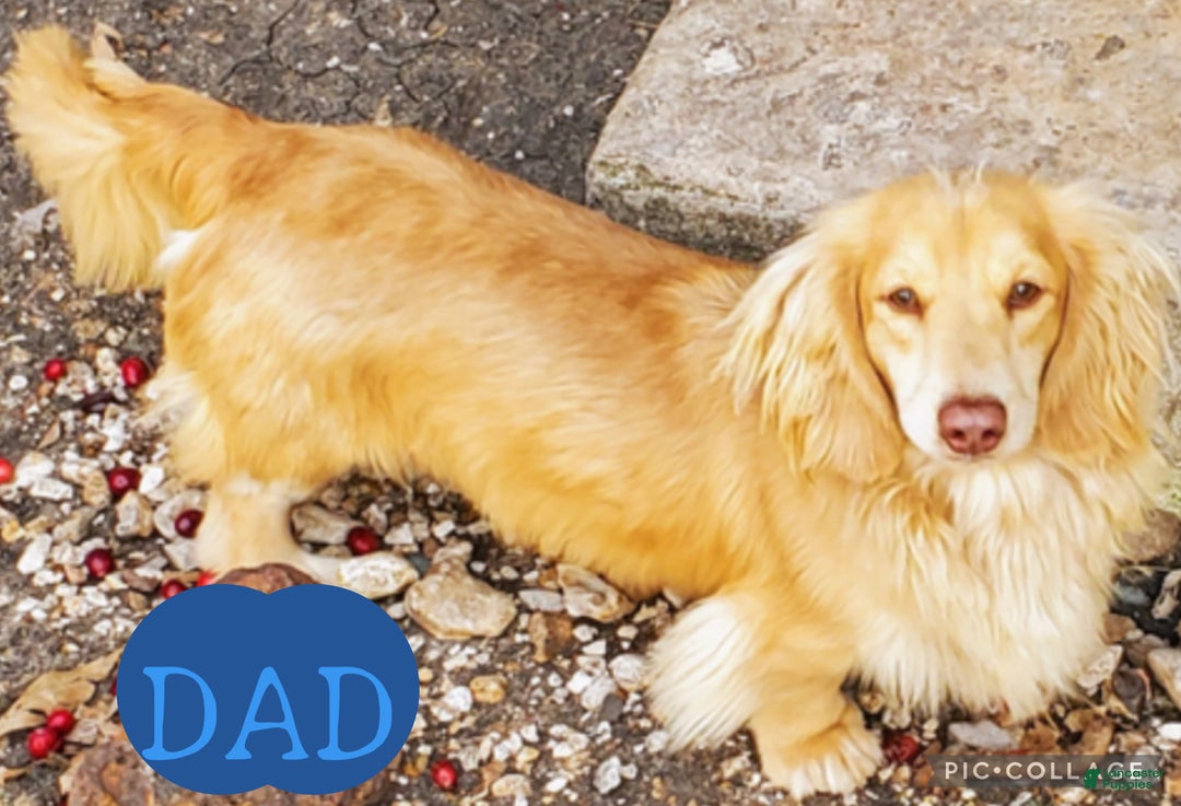 Dachshund dogs for sale: Dachshund Puppy 2 - Ad 7