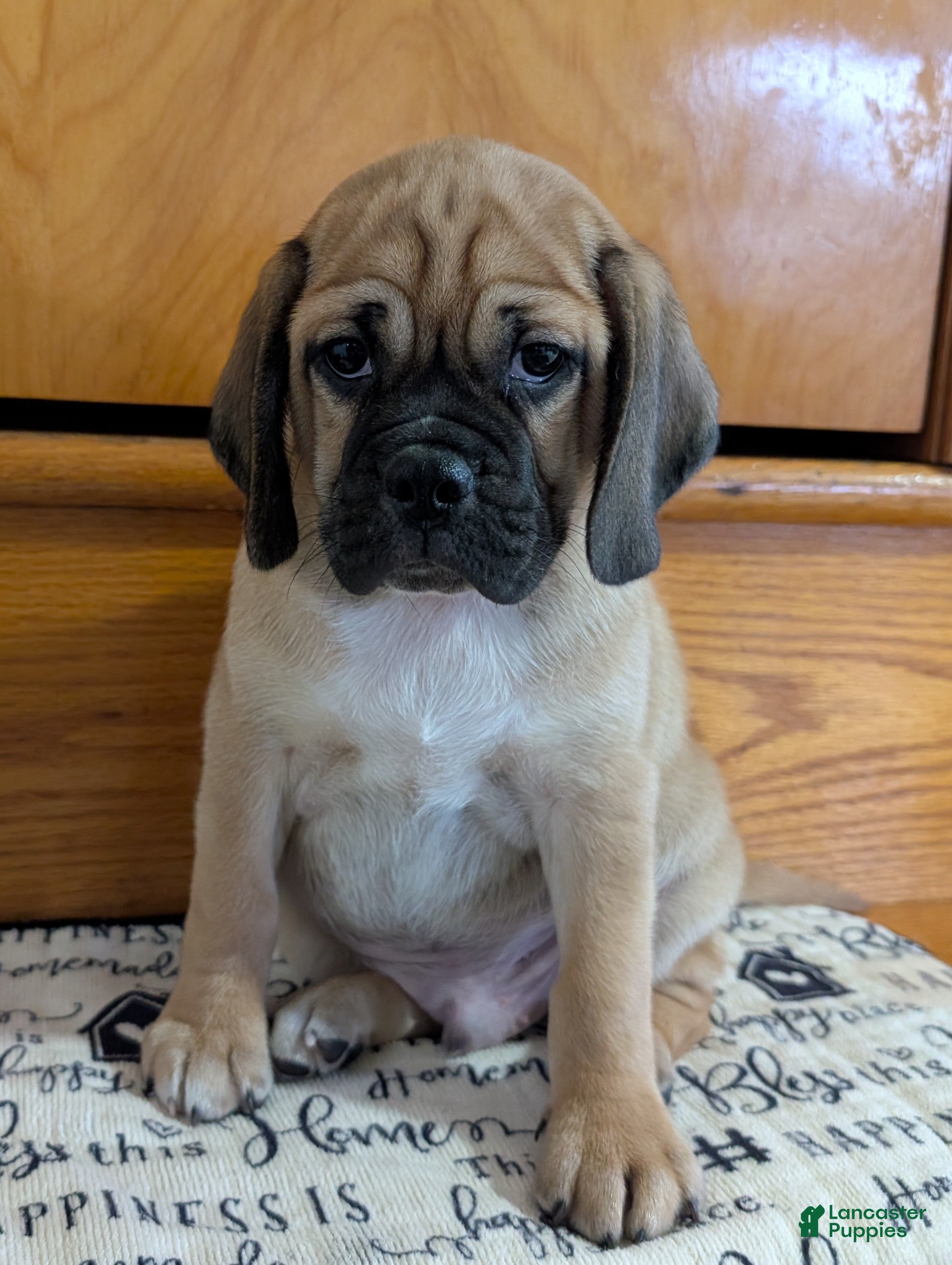 Puggle dogs Chance  - Ad 16