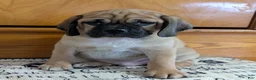 Puggle dogs for sale: Chance  - Ad 7
