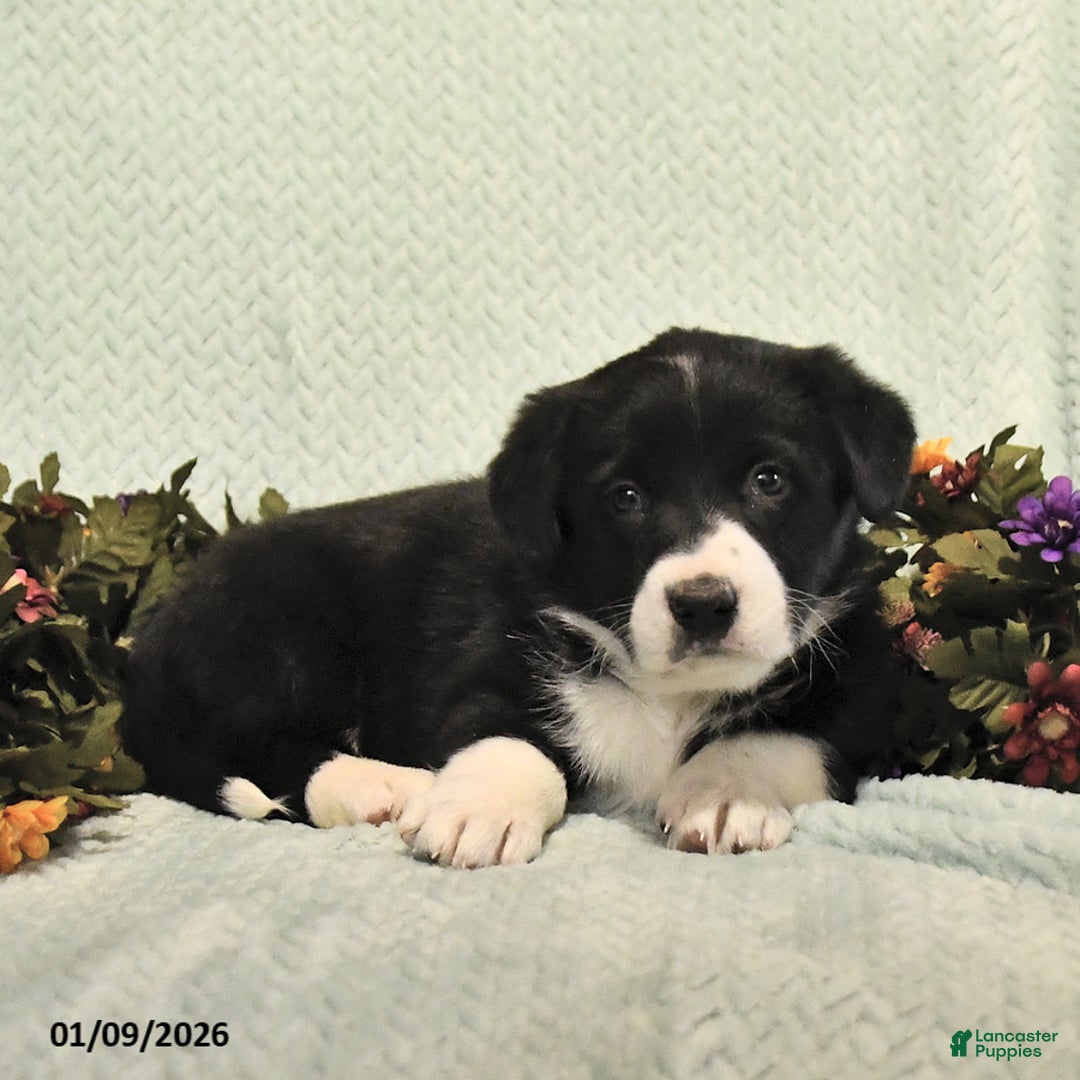 Mixed Breed dogs for sale: Jacks - Ad 2