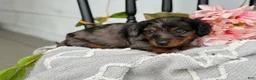 Miniature Dachshund dogs for sale: Della - Ad 14
