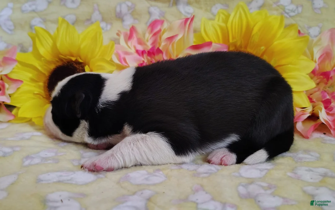 Border Collie dogs for sale: Gloria  - Ad 2