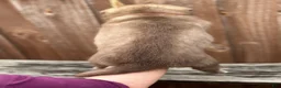 Pomsky dogs for sale: Sage - Ad 4
