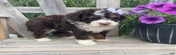 Mini Bernedoodle dogs for sale: Kora - Ad 5