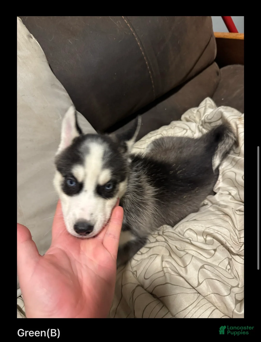 Siberian Husky dogs for sale: Green - Ad 1