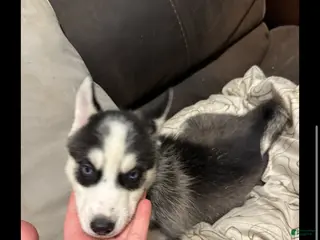 Siberian Husky dogs Green - Ad 31
